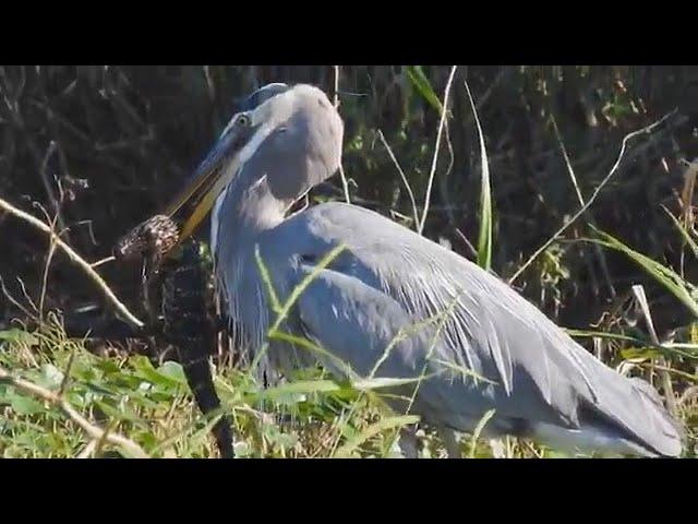 Heron eats Alligator in Florida