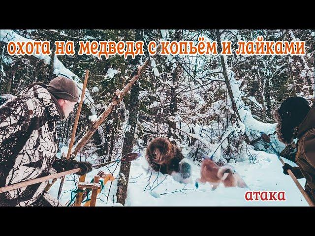 Опасная охота с копьем и лайками на медведя