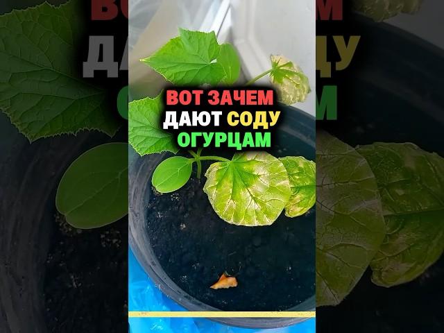 Вот зачем дают соду огурцам #огород #секреты #дача #сад #урожай #сода  #огурцы