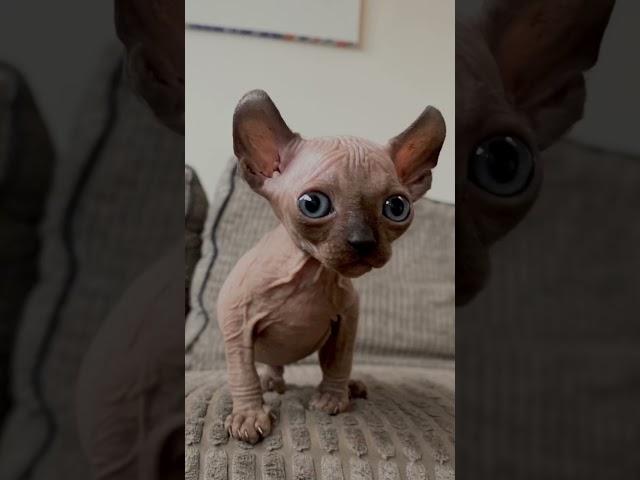 Cute Sphynx Elf kittens #shorts #kittens