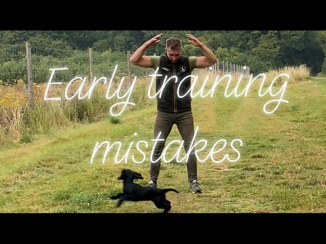 Early spaniel training mistakes