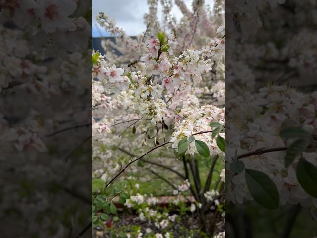 Beautiful cherry blossom #cherry #cherryblossomchannel #flowersofinstagram