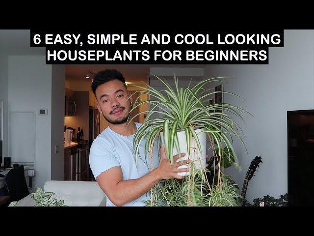 EASY HOUSE PLANTS FOR BEGINNERS