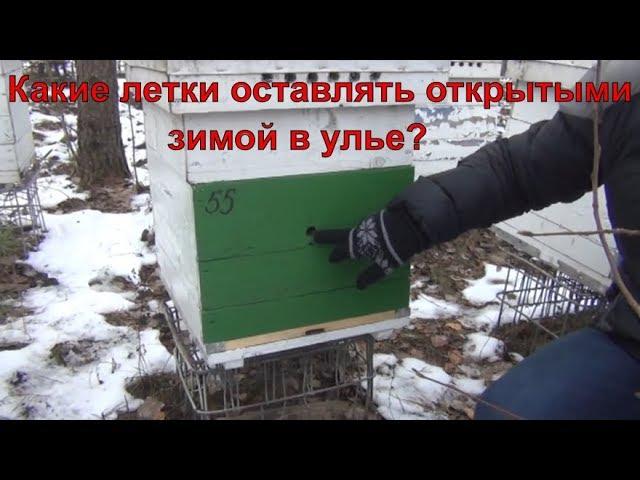 Какие летки оставлять открытыми зимой в улье??? Вентиляция в улье зимой на сетчатом дне и глухом дне