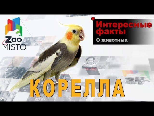 Корелла - Интересные факты о виде птицы  | Вид попугая корелла