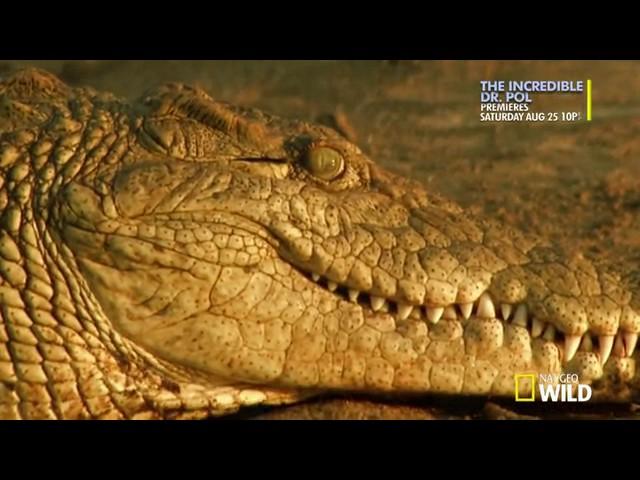 Animals Info - Natural Land How Big Can It Get Croczilla HDTV