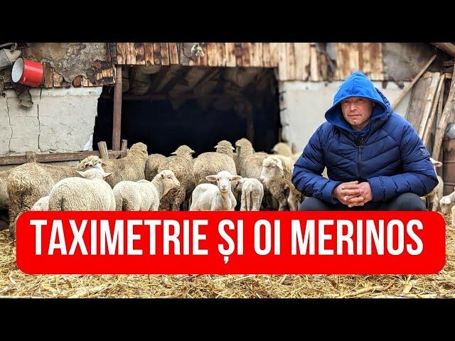 Ștefan Becheru se împarte între taximetrie și creșterea oilor Merinos