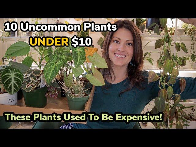 10 Uncommon Plants UNDER $10! Great To See Houseplants Becoming More Affordable!