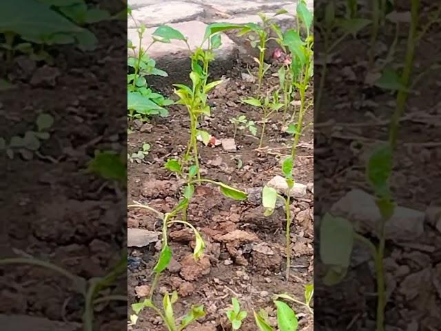 #savearth