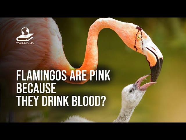 Flamingos Are Pink Because They Drink Blood