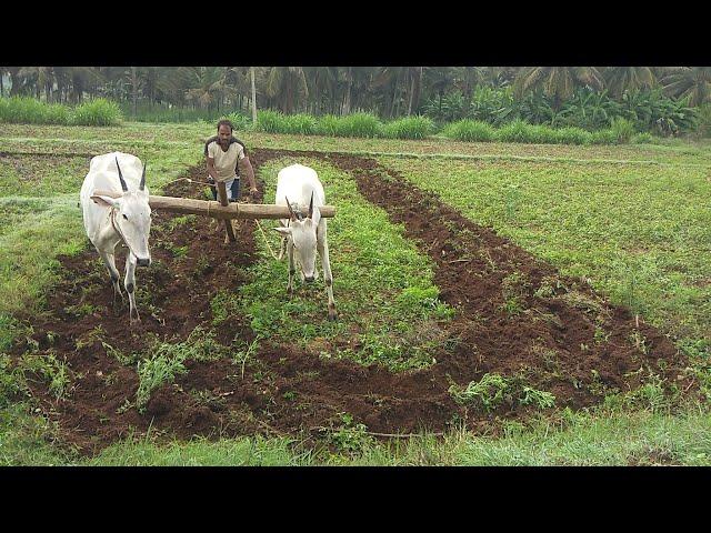 Antiquated method of plough by OX | Agriculture of India  | Indian Old Agriculture | in karnataka