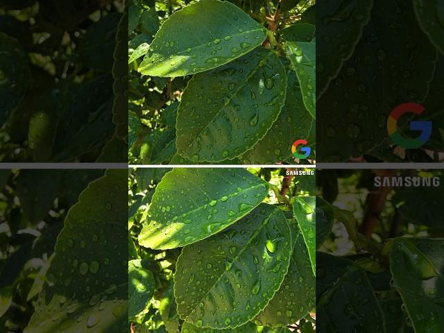  Google Pixel 9 Pro XL VS Samsung S24 Ultra Camera Test!