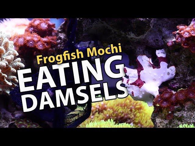 Frogfish EATING DAMSELS!! **savage** (17g - 7/13/2017)