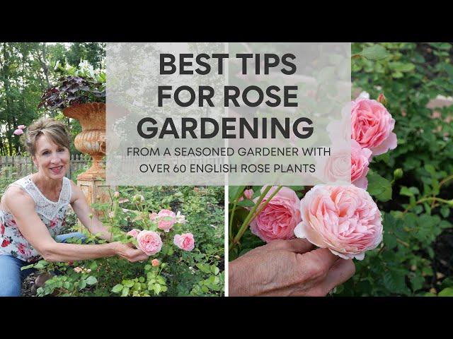 Best Tips for Rose Gardening | English Rose Garden with over 60 Plants