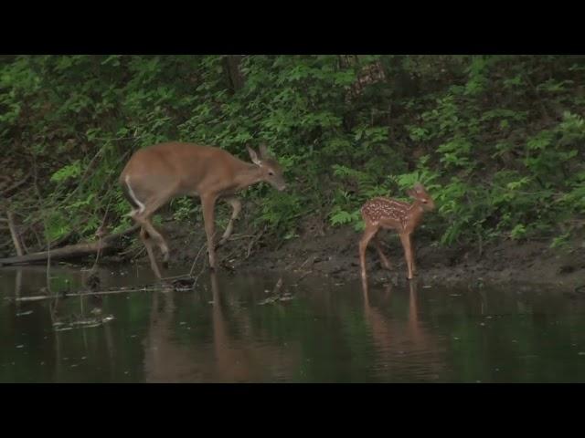 Baby white tail Deer and Mom