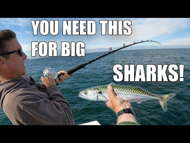 Thresher Shark Fishing With Live Mackerel In California