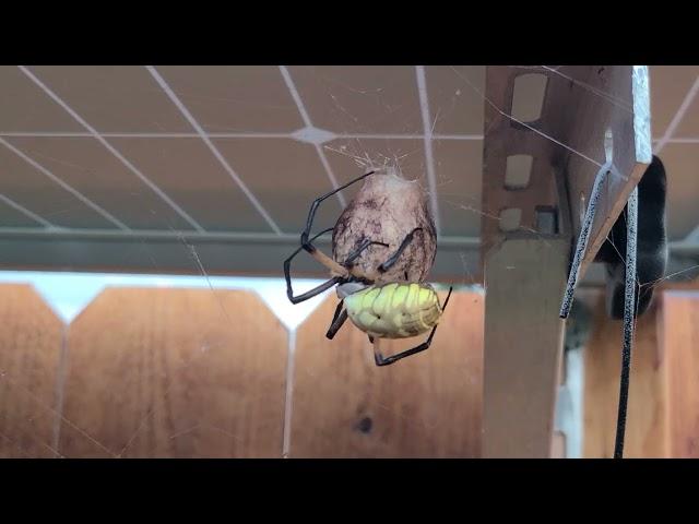 What is this backyard garden spider doing? Egg pod? Nest?