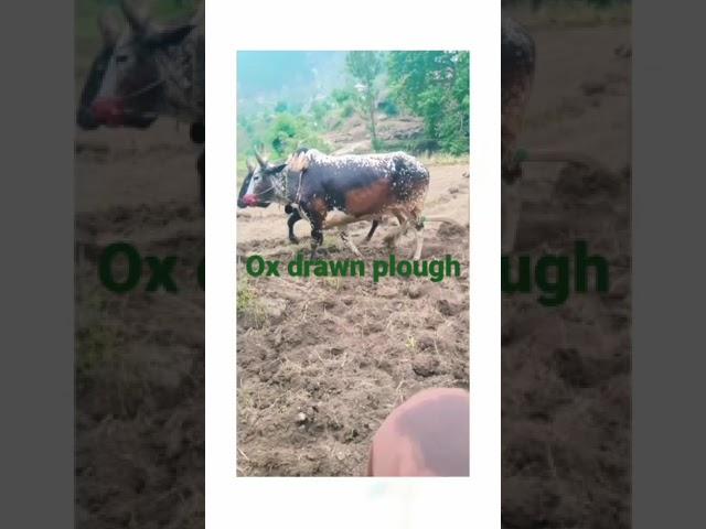 ox drawn plough.Do oxen push or pull it