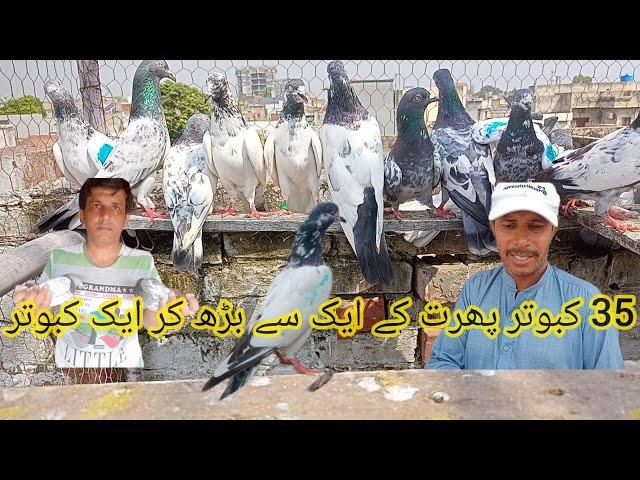 pakre Howe kabootar for sale||0320 8424495||TALHA PIGEON CLUB