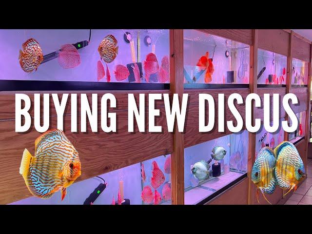 PRIVATE TOUR Inside BEAUTIFUL DISCUS FISH STORE (Chicago Discus)