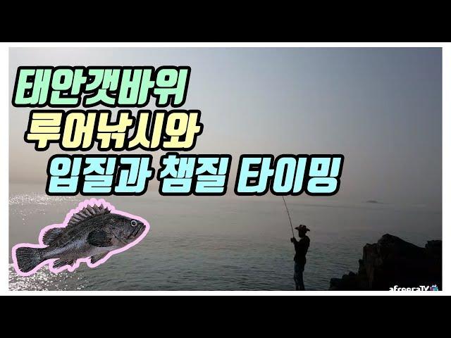 태안갯바위 루어낚시 입질과 챔질후킹 타이밍
