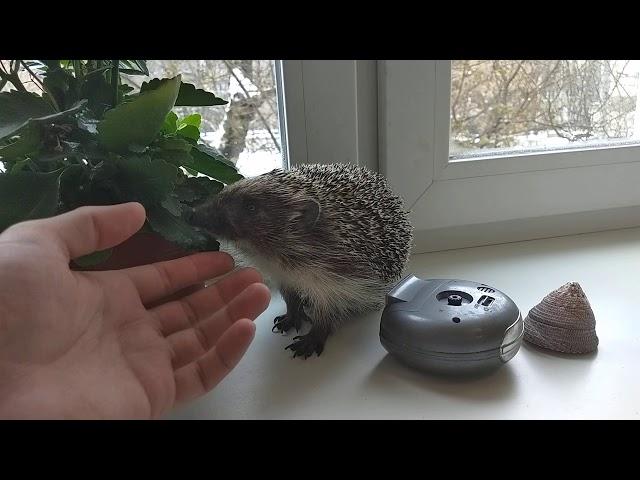 Ёжик кусается! [The hedgehog bites!]