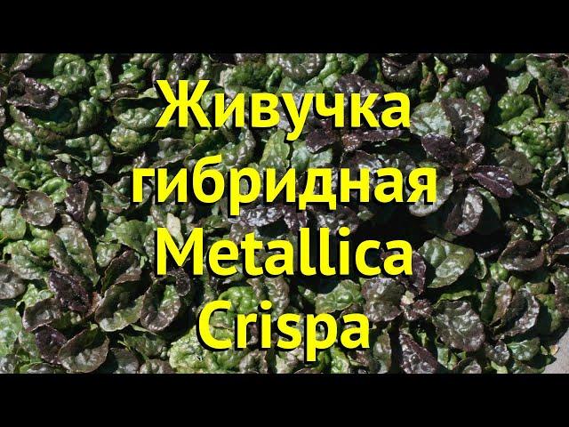 Живучка гибридная Металика криспа. Краткий обзор, описание характеристик ajuga Metallica Crispa