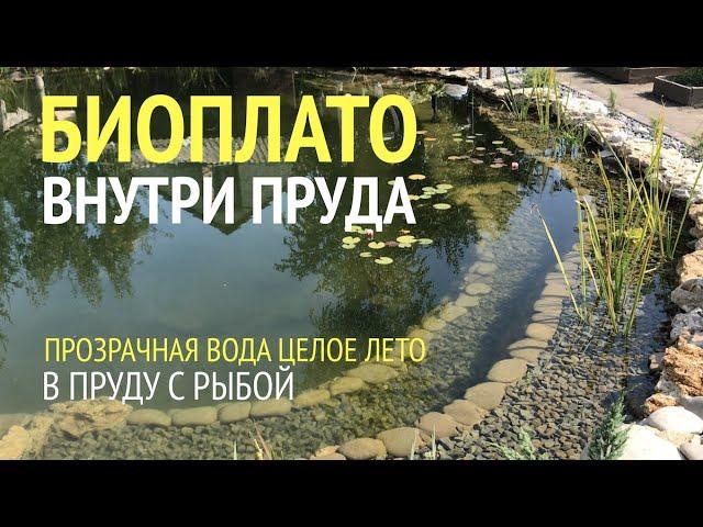 БИОПЛАТО ВНУТРИ ПРУДА.  Чистая и прозрачная вода в пруду с рыбой без фильтра с помощью биоплато!