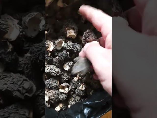 Сморчек сушёный, отличного качества. Сморчковая шапочка, Morchella.