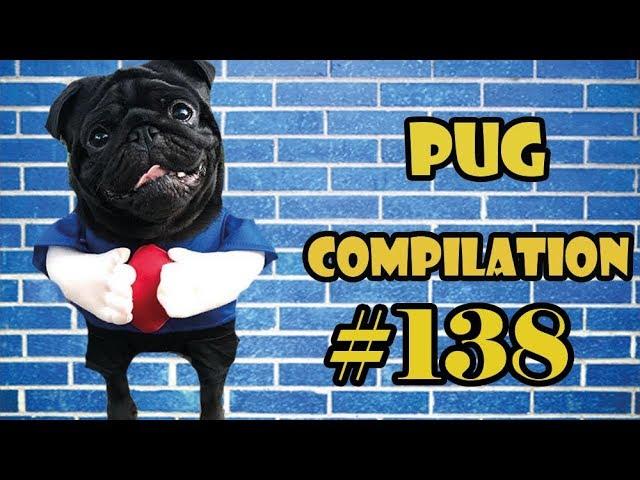 Funny Dogs but only Pug Videos | Pug Compilation 139 - InstaPug