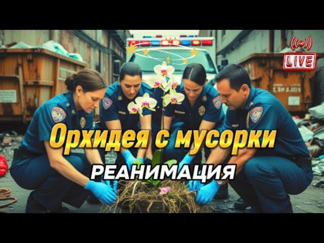 Орхидея с мусорки. Реанимация орхидеи своими руками