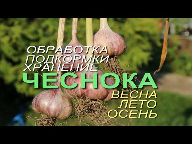 ОЗИМЫЙ ЧЕСНОК! ВСЕ ЭТАПЫ ВЫРАЩИВАНИЯ с весны до осени! Советы от ЗЕЛЕНОГО ОГОРОДА!