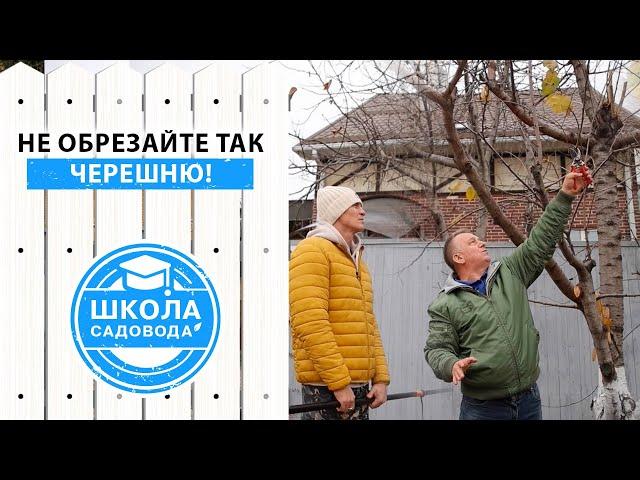 Как избежать ошибок при обрезке черешни? Учимся на ошибках Виктора! Как снизить крону черешни?