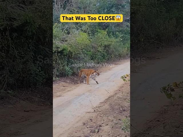 Tiger Came Too Close  Jim Corbett National Park #tiger #jungle #wildlife #bigcat