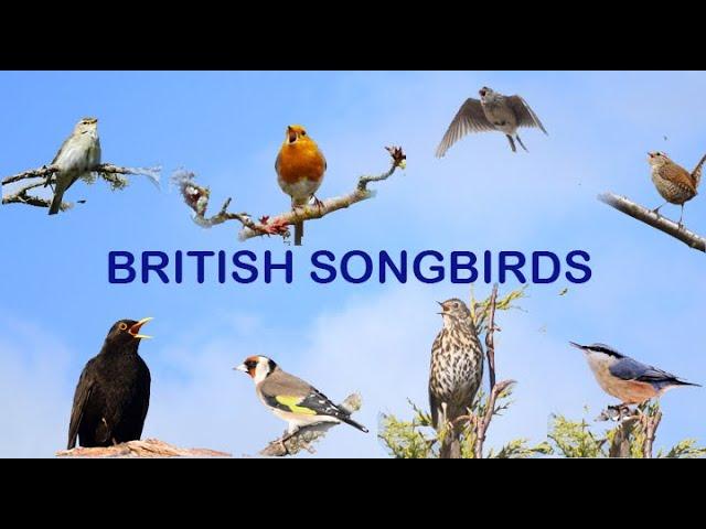 BRITISH SONGBIRDS   A Celebration Of Bird Song