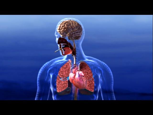 Smoking and your Brain - 3D Medical Animation || ABP ©