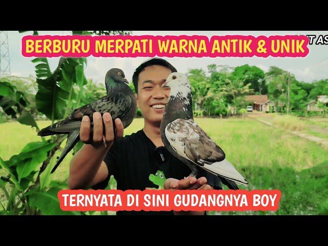 Gak Nyangka Ada Merpati Warna Unik Di Penjual Pinggiran Sawah