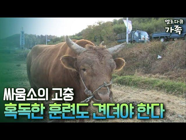 [다큐 '가족' 44-2] 싸움소의 고충 혹독한 훈련도 견뎌야 한다