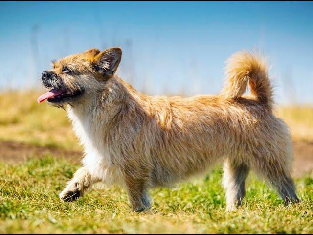 Finding Gobi - Australian TV Feature