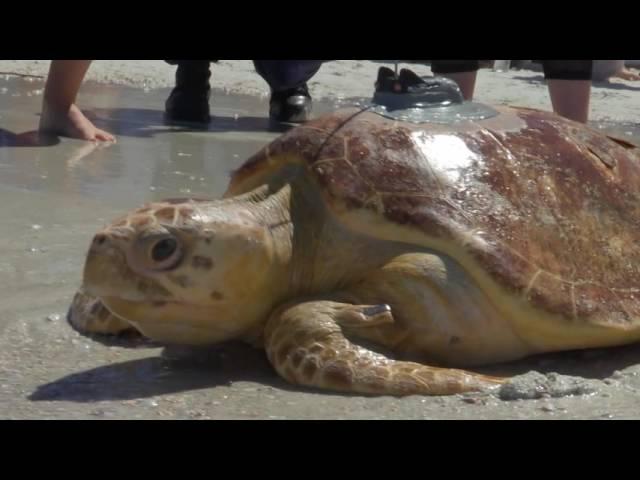 Kreacher the Sea Turtle - Track Her Journey Home