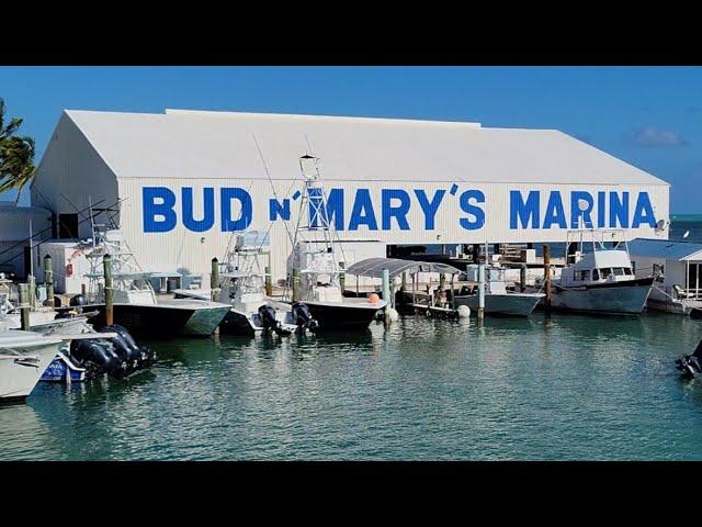 Bud N' Mary's Marina / Islamorada / Florida Keys / Bull Sharks