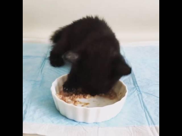 離乳期子猫の食事風景