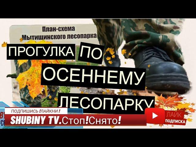 Прогулка в осеннем лесу для здоровья.Мытищинский лесопарк.