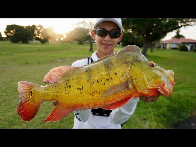 EXTREME South Florida pond hopping for PEACOCK BASS!!!