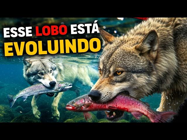 First UNDERWATER DIVING WOLF FOUND | UNDERSTAND WHY THIS IS AMAZING