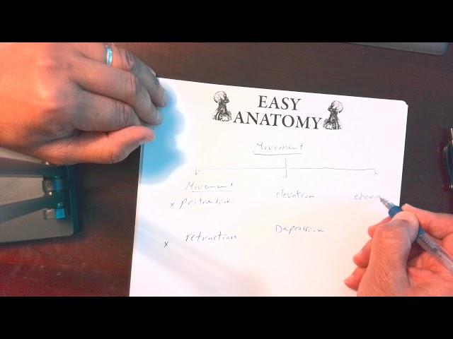 Anatomy of TMJ