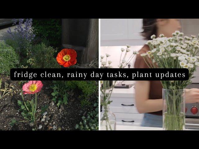 Spend some rainy days with me | fridge deep clean, plant updates!