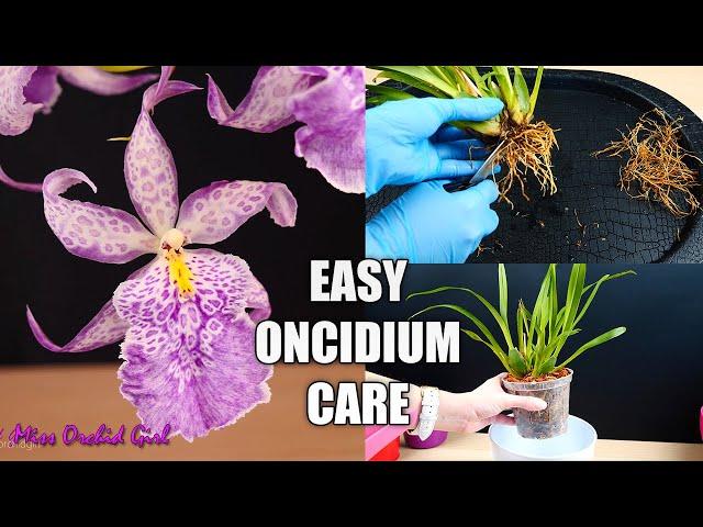 How to Care for Oncidium Orchids - Watering, Repotting, Reblooming & more! Orchid Care for Beginners