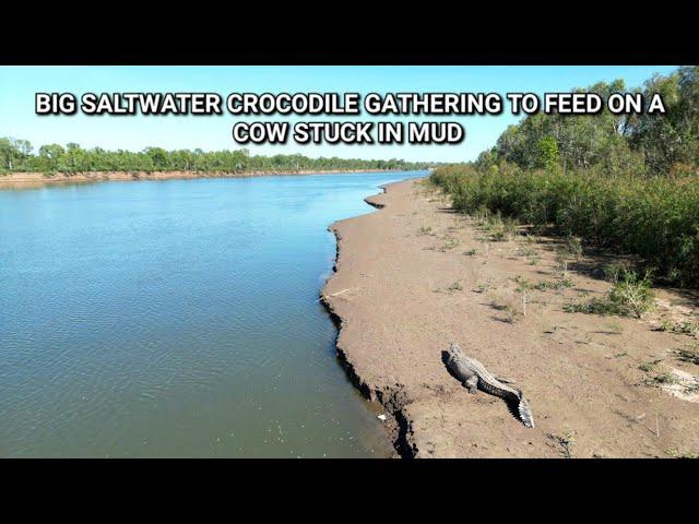 Saltwater Crocodiles congregate on a cow stuck in mud 