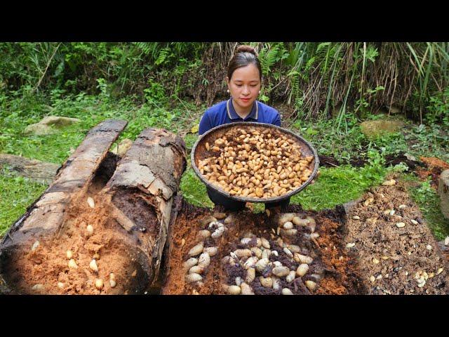 Harvest Coconut Weevils Goes To Market Sell - Daily Work Of Pregnant Women | Lý Thị Ca